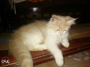 Persian cat 3moth kitten