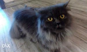 Persian cat. 9 months old.