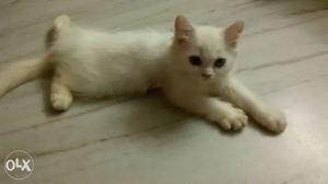 Persian cat female six months old for sale