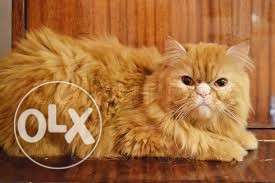 Persian cat for sale -