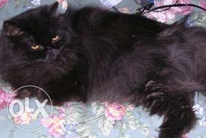 Persian cat for sale.. urgent sale..