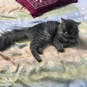 Persian cat kisi ko aagar apni persian cat ki not for sell