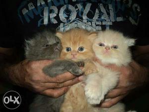 Persian cat kitten for sale in Indore