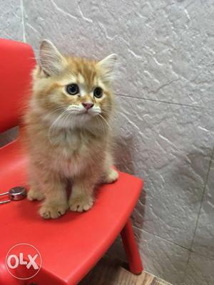 Persian cat male avable