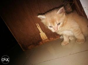 Persian cat one month old cute h healthy