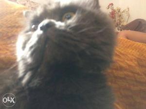 Persian cat semi punch make 12 months