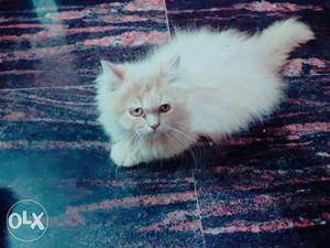 Persian cat white 2 month old