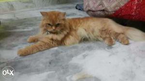 Persian cat with heavy fur play full cat