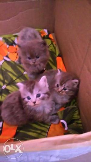 Persian cats for sale! good breed,healthy 1 month