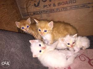 Persian doll face kittens for sale white and