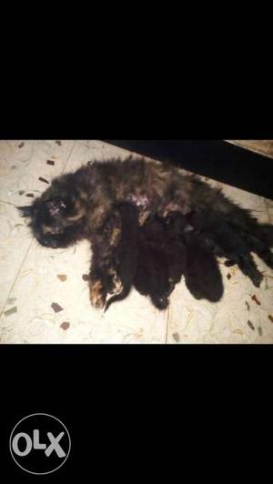 Persian female and 6 kittens in  one golden