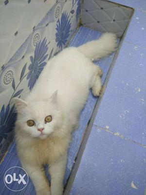 Persian, fluffy, friendly, age 5 month old