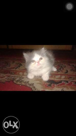 Persian kitten doll face