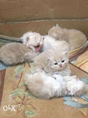 Persian kittens available in mumbai in reasonable