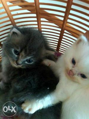 Persian kittens gray & white helthy & playfull
