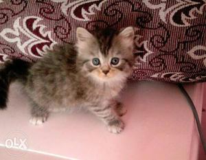 Persian kittens!nice breed 1 month old healthy