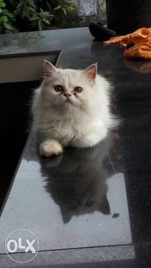 Persian male cat 7 month for sale