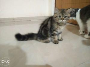 Persian male kitten available for sale doll face.