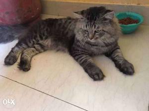 Persian male very vrry healthy,1.5 year+. +7kg. See and
