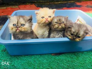 Persian semi punch Kittens