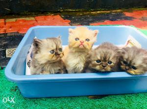 Persian semi punch kittens