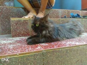 Persion semi Puch female cat 1and half year old