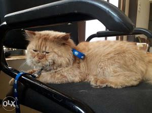 Punch face Persian male cat Available Only for