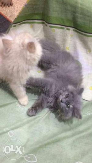 Pure Persian cats available. 2 months, healthy,