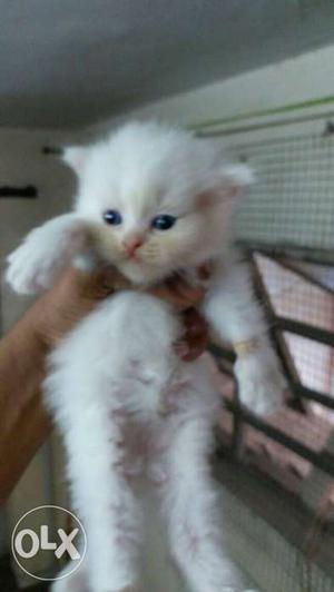 Pure Persian kitten blue eyes white n fawn
