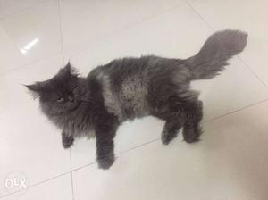 Pure Persian male cat 6 months old at nibm