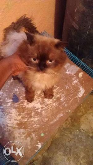 Pure breed Himalayan Persian cat for very less
