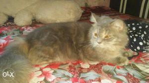 Pure persian cats male & female price can be