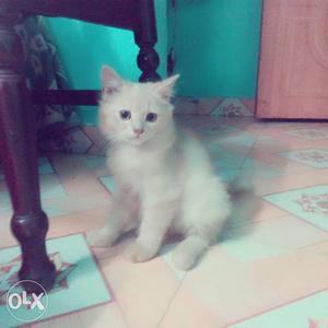 Pure persian kitten 3 months old very active
