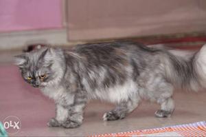 Pure persion female cat 9 month old. any