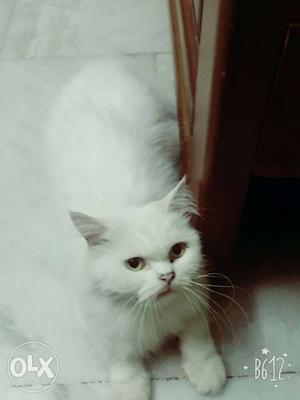 Pure white perisan cat in very cheap price