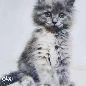Russian blue persian cat for sale