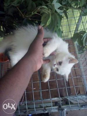 Same panchu baby cat 4 month 9a7b4c4d0f2f8g245