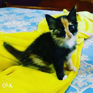 Short-coated Black And White Tabby Kitten