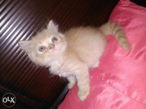Short-coated Golden Kitten with green eyes
