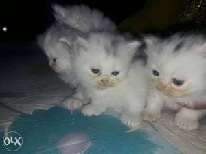 Three Long-fur White Kittens