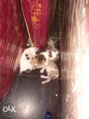 Three Short Fur Kittens