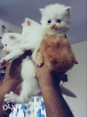 Three White And Brown Kitten