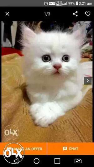 Traind cute baby Persian cats kitten sale different colors