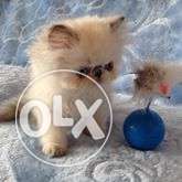 Tranide kitten pure persian cash on delivery sell for in