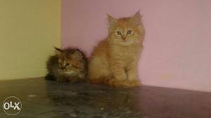 Two Brown And Orange Tabby Kittens