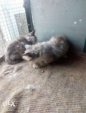 Two Gray Tabby Kittens