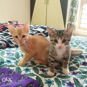 Two Orange And Grey Tabby Kittens