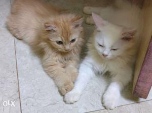 Two Orange And White Medium Fur Cats