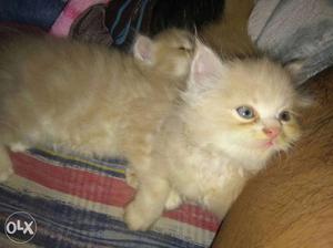 Two Short-fur Brown Kittens