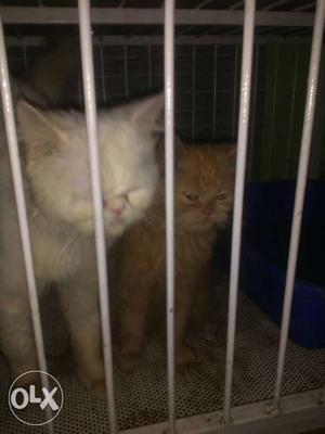 Two White And Orange Kittens with cage